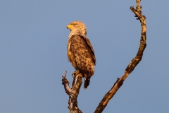 BSI-20180328-_B6H0199