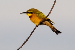 BSI-20180329-_B6H0303