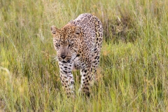 Dominant male leopard. Out in the open. Top of the food chain. Kanana lodge is not famous for leopards but of our 3 camps this is where we got 2 great sitings of leopard.