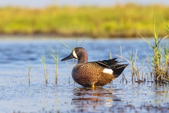 Bue-winged teal, Anas discors