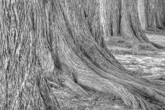 BS_20111011__MG_5775-Edit_6-Edit_7-Edit_tonemapped