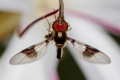 Elongate Flower Fly