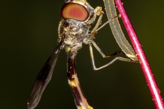 Elongate Flower Fly