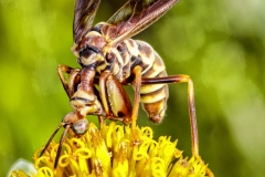 Mantidfly, Mantispidae