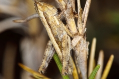 Short-horned grasshopper