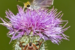 IMG_2172-Edit