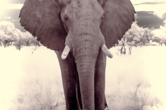 BSI-20180325-_MG_8739-2