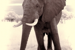 BSI-20180325-_MG_8744