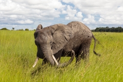 BSI-20180326-173A8584