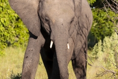 BSI-20180327-_B6H9304