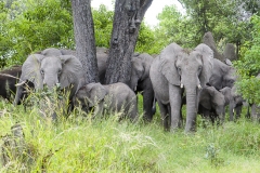 This breeding herd was minding their businees in the woods on the Mereno reserve when the game vehicle passed through and got them agitated. Unfortunately, that was the vehicle ahead of us. By the time we got there they had had enough. They chased us off - more images to come.