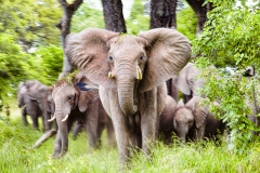 This matriarch was not happy with our presence. Nothing we had done, but the previous vehicle in this narrow piece of forest had obviously stirred them up. As we squeezed by she made sure we didn't hesitate.