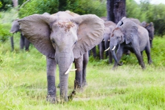 This individual chased us up the hill. The strange tusk formation was strangely intimidating.