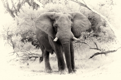 BSI-20180330-_MG_8825