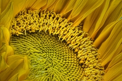 Sun flower focus stack. 21 images stacked in Helicon FOcus