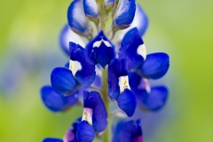 BS_TER_20080329_MG_2609