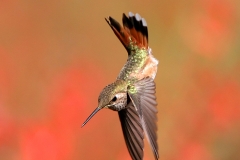 Dive bombing Broad-Tailed