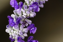 Another focus stacked wild flower. Mealy Sage (Salvia farnacea) growing behind my fence.  At full magnification this is a very complex struture.