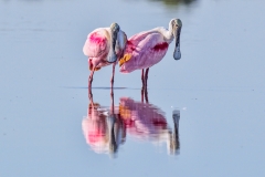 Roseate spoonbills, Platalea ajaja