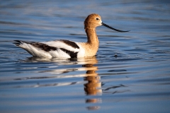 Avocet, Recurvirostra