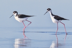 Black-necked stilt, Himantopus mexicanus