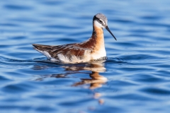 Wilson's Phalarope, Phalaropus tricolor