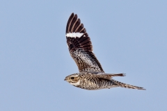 Common nighthawk, Chordeiles minor