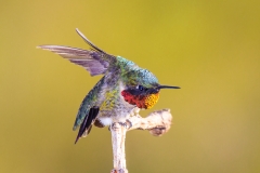 male rubythroathed hummingbird, Archilochus colubris