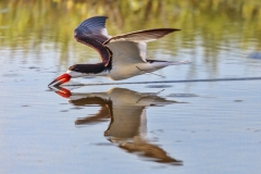 Black skimmer, Rynchops niger