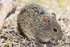 Marsh rice rat, Oryzomys palustris