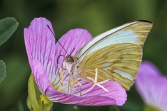 Cabbage White , Pieris rapae
