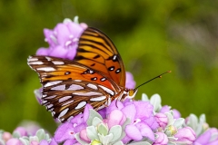 Gulf fritillary, Agraulis vanillae