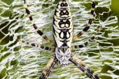 yellow garden spider, argiope, Argiope aurantia