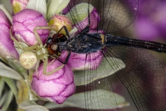 Northern Crab Spiderwith seaside dragonlet, Mecaphesa asperata , Erythrodiplax berenice