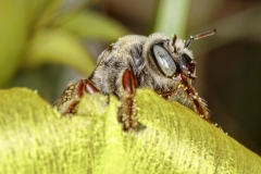 Diadasia rinconis
