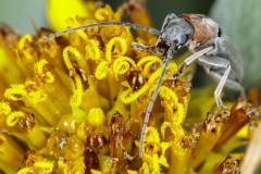 Asclera ruficollis, red-necked false blister beetle