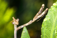 Arizona Unicorn Mantis Pseudovates Arizonae