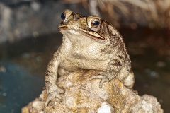 Gulf coast toad, Incilius valliceps