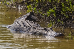 Alligator, Alligator mississippiensis
