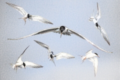 One good tern deserves another x 5